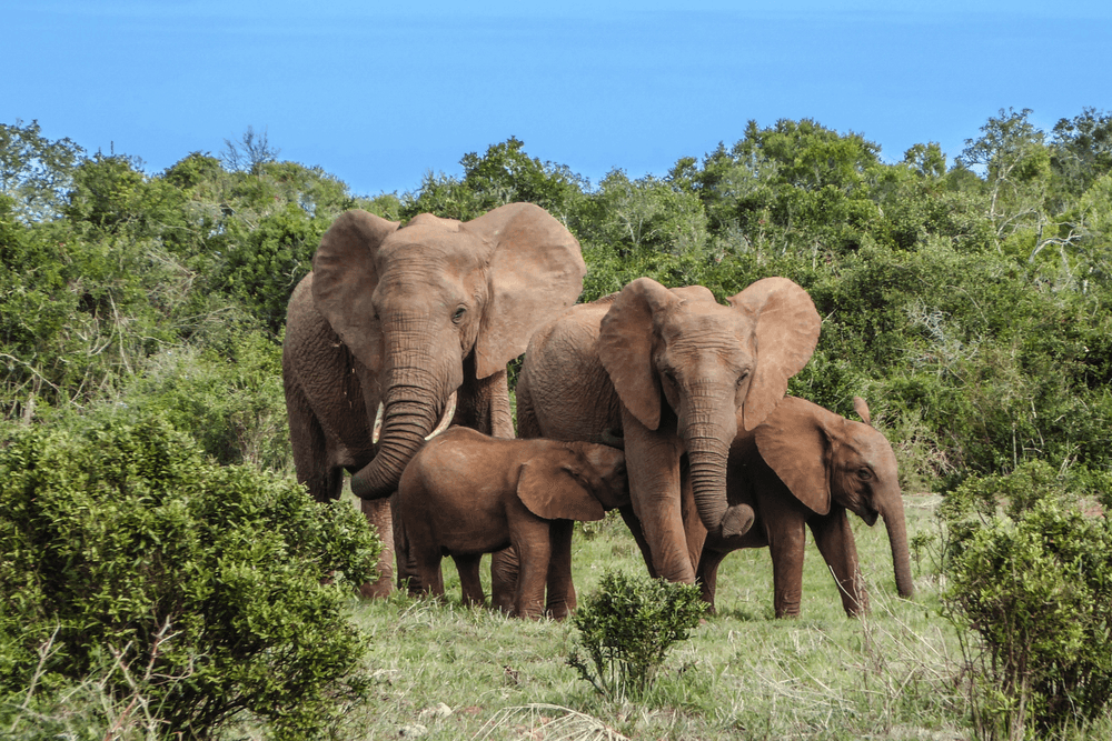 10 unieke hotels voor je huwelijksreis naar Zuid-Afrika
