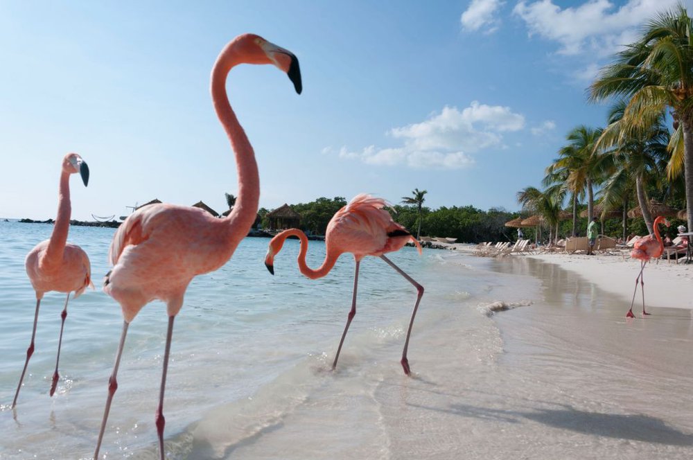 Honeymoon regio in de kijker: Aruba