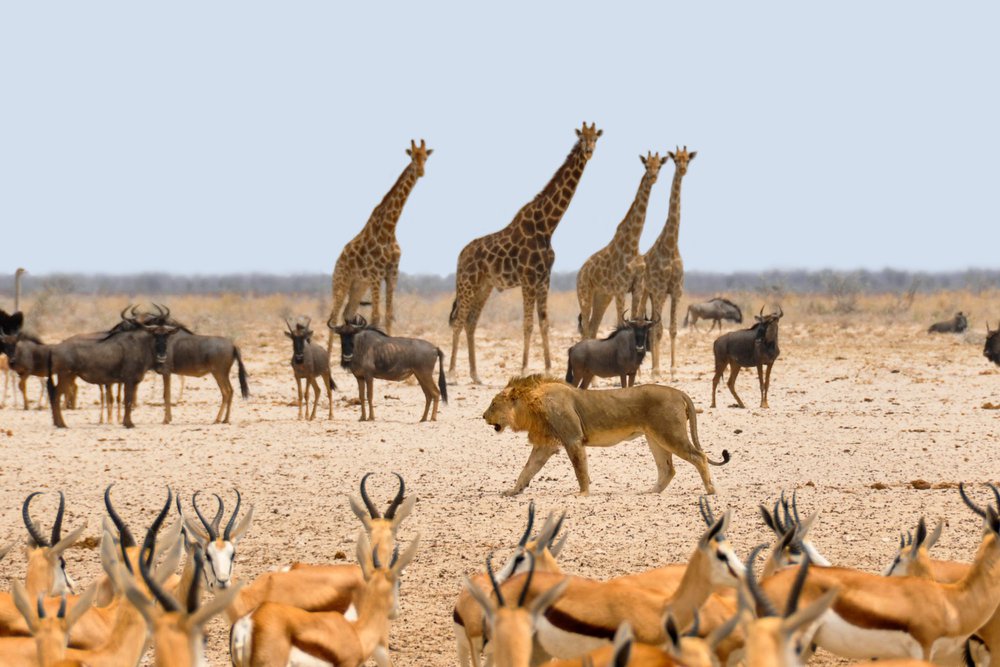 Les 10 plus beaux hôtels pour votre lune de miel en Namibie