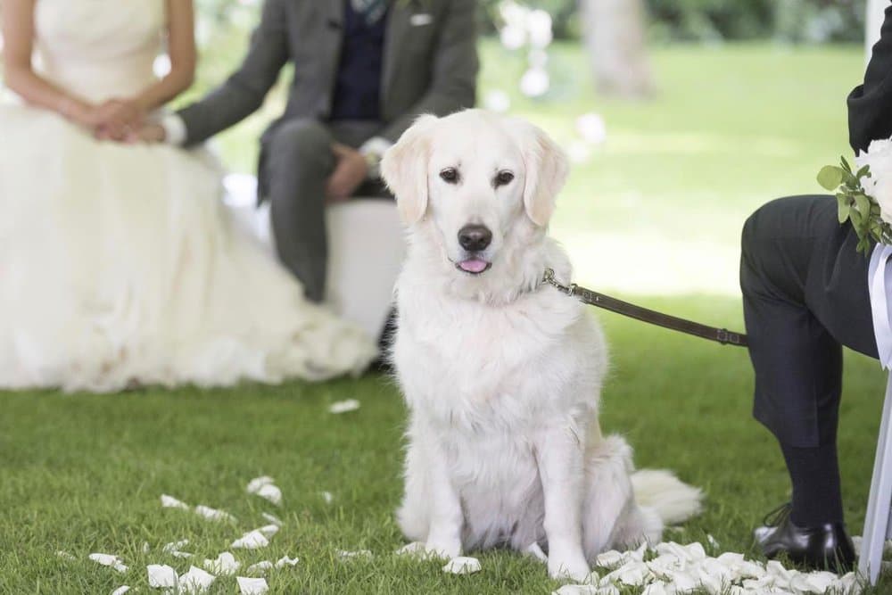 5 rôles pour votre animal de compagnie à votre mariage
