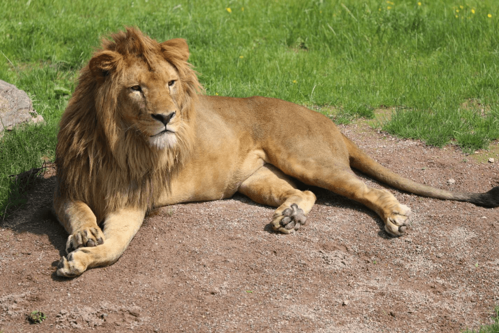 Op huwelijksreis naar Pairi Daiza? Slaap in de ‘Beste Zoo van Europa’!