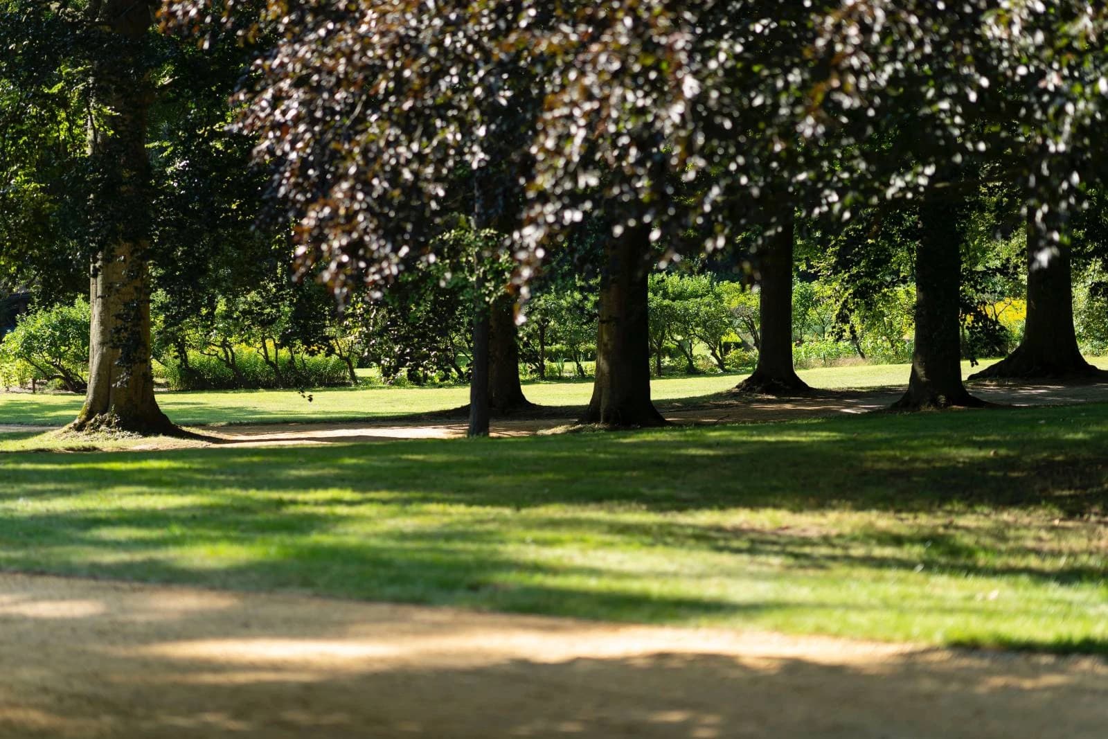 Four Willows - Image 1