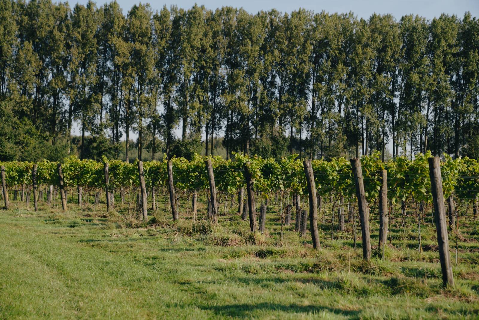 Kasteel Rozelaar - Feestzaal - House of Weddings